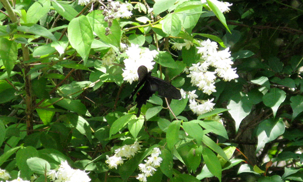 山の生物コーナー～蝶の画像標本箱～オナガアゲハ